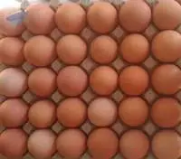 Fresh Table Eggs (Brown / White) 
