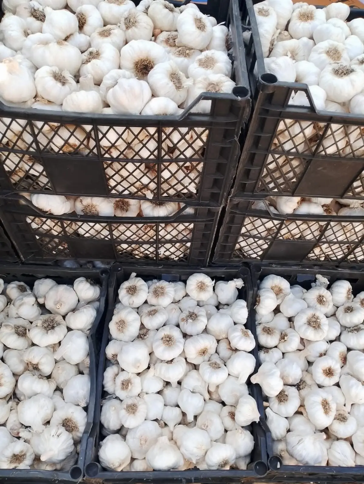 Dried Garlic