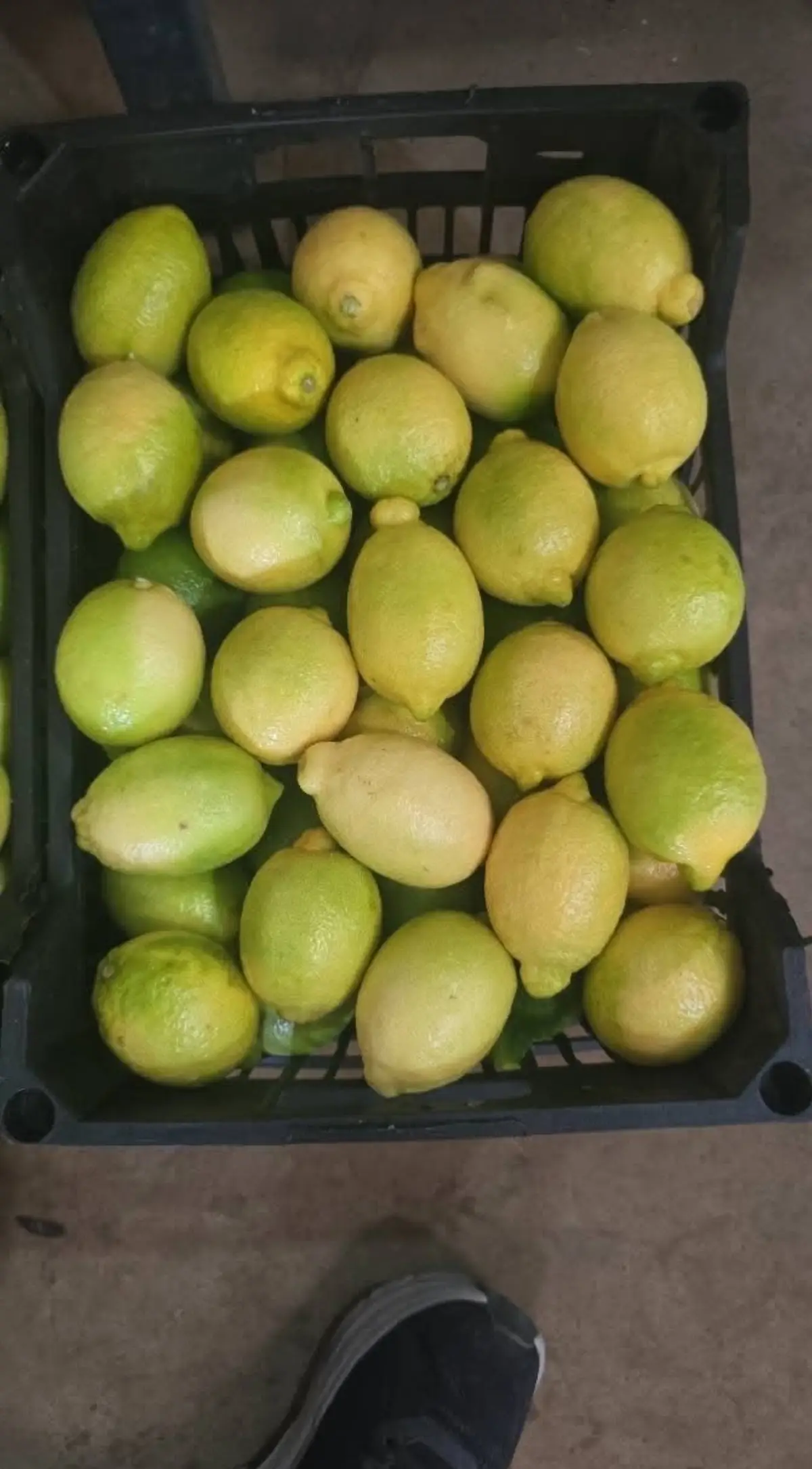 Adalia Lemon