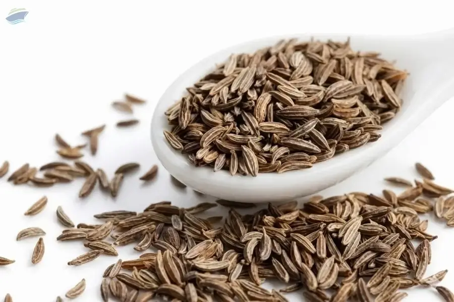 Premium Sortex Cleaned Cumin Seeds