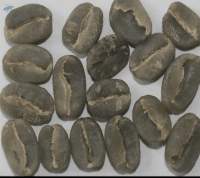 Arabica Plantation A