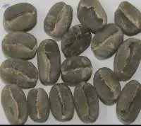 Arabica Plantation A