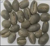 Arabica Plantation PB
