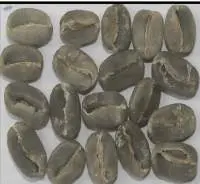 Arabica Plantation B
