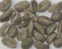 Arabica Plantation Bulk