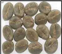 Robusta Parchment AA