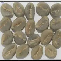 Robusta Parchment A