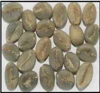 Robusta Parchment AB