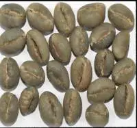 Robusta Parchment PB
