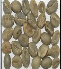 Robusta Parchment C