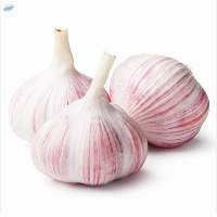 Pure White Fresh Garlic 5.5cm Alho Garlic