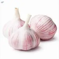 Pure White Fresh Garlic 5.5cm Alho Garlic