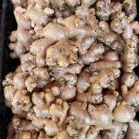Good Quality Dried Bulk Fresh Ginger
