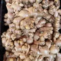 Good Quality Dried Bulk Fresh Ginger