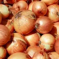  Yellow Onion  
