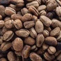 African Nutmeg 