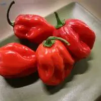 Habanero Pepper  