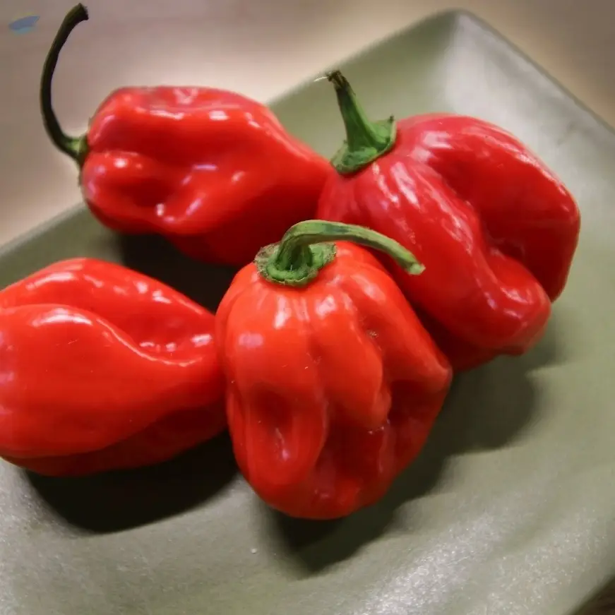 Habanero Pepper  