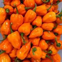 Premium Habanero Pepper