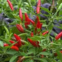 Premium Bird's Eye Chili