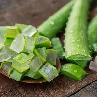 Aloe Vera Leaves Fresh Harvested Natural