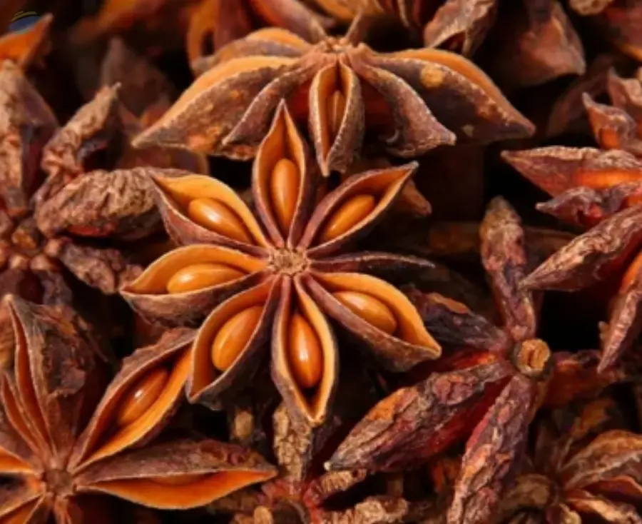 Star Anise