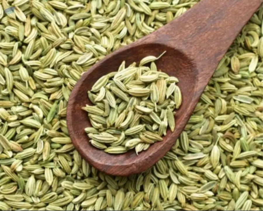 Fennel