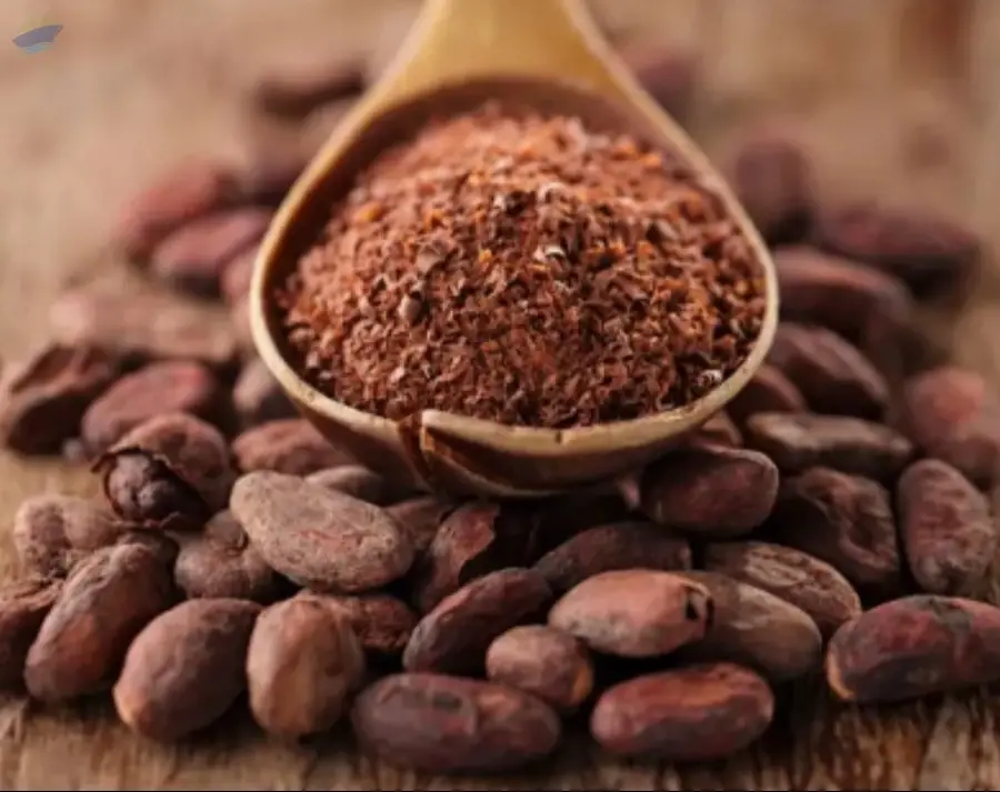 Cocoa Bean