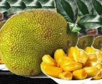Jackfruit