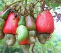 Cashew Apple