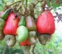 Cashew Apple