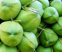 Green Tender Coconut
