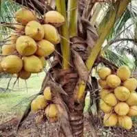 Pollachi Coconut