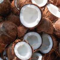 Semi-husked Coconut