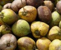 Matured Coconut