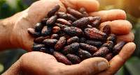 Cocoa Beans
