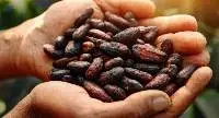 Cocoa Beans