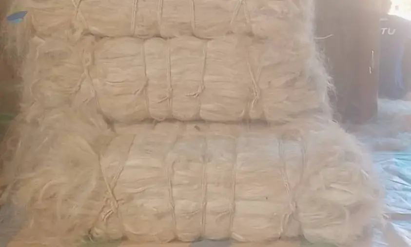Sisal Fiber (UG Grade -White)