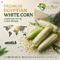 White Corn
