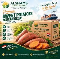 Sweet Potato