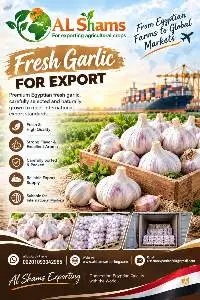 Fresh Garlic