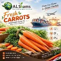 Fresh Carrot