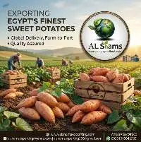 Sweet Potato