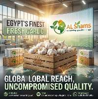 Fresh Garlic