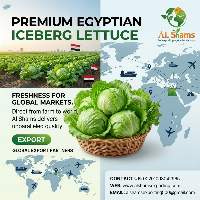 Fresh Iceberg Lettuce