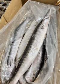 Barracuda Fish