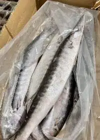 Barracuda Fish