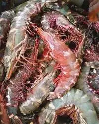 Prawns