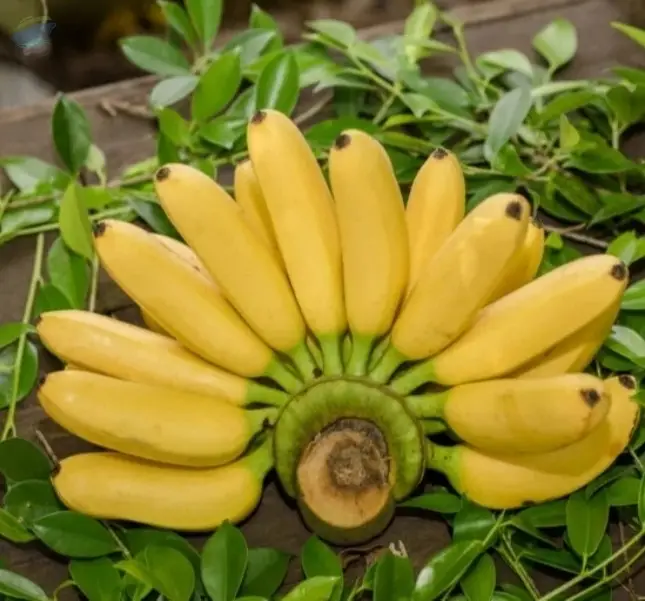 Premium Grade Fresh Banana Naturally Ripened