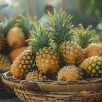 Freshly Harvested Tropical Pineapples